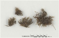 藏品(東亞白齒苔)的圖片